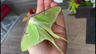 Luna Moth (Actias luna)