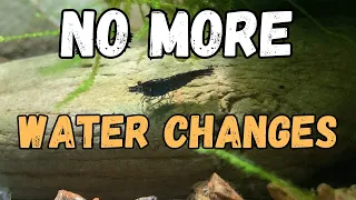 🦐 Shrimp Tank Water Changes: Are They Really Necessary? My Experience