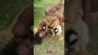 Lion attacks a man || funny videos 360