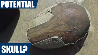 Fossil hunter finds potential fossil skull (bonus mailbag)