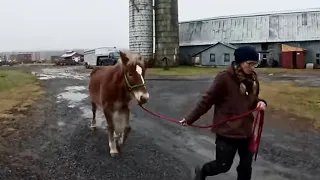 BRENDA & BREE'S FIRST TRAINING SESSION // Draft Horses Spreading Manure #577