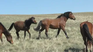 Апрельский табун на Донгузе