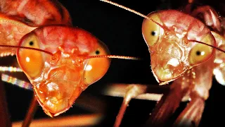 Massaker beim Insekten suchen! Was ist passiert?