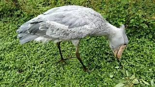 Shoebill Stork