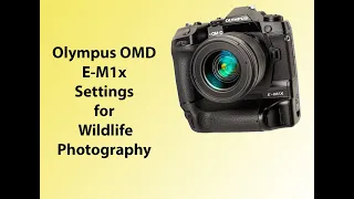 Olympus OMD E-m1x camera setting for wildlife photography