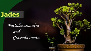 How do you grow Jades? | Bonsai from Crassula & Portulacaria