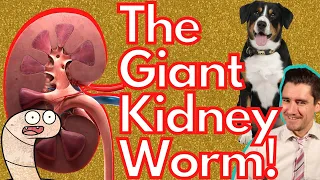 The Giant Kidney Worm in the Dog. Veterinarian explains.