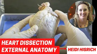Heart Dissection Part 1: External Anatomy