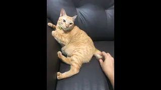 The cat sigh when you touch its tail