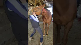 Ahhhhhh! Wish someone would stretch my neck like this! #ottb #equinebodywork #relaxing