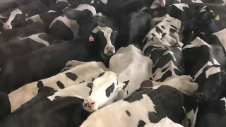 Field Trip to a Dairy Farm
