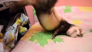 Непобедимый сон хорька, ferret sleeps, тхір спить