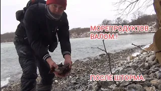 Гребешок японский. Морской гребешок. трепанг дальневосточный. морепродукты после шторма..