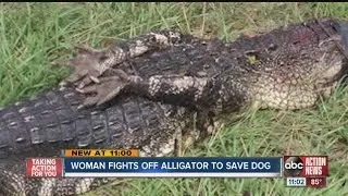 woman fights off gator to save dog