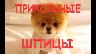 Прикольные Шпицы - 24.10.2018