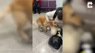 DOG REUNITED WITH OWNER IN AIRPORT