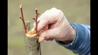 CÓMO HACER un INJERTO de PÚA en un árbol FRUTAL || La Huertina De Toni