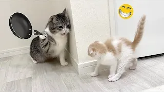 New Funny Animals 😂 Funniest Cats and Dogs Videos 2024 😺🐶Try Not To Laugh #59