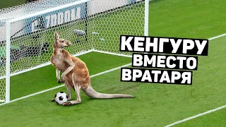 КЕНГУРУ ЗАМЕНИЛ ВРАТАРЯ! Необычные животные на футбольном поле. Футбольный топ @user-ov9ve4hg8p​