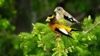 Пение птиц в лесу 🌿  Звуки лесных птиц 🌿  Утро в лесу.