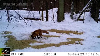 По пути к кормушкам