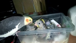 A Cockatiel feeding his babies out of the nest