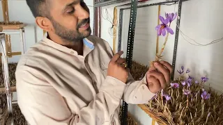 Indoor saffron farming full infrom