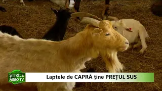 Laptele de CAPRA tine PREȚUL SUS 12 01 2022