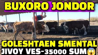 GOLESHTAEN SMENTAL MOLLAR SOTILADI. JIVOY VES 35000 MING SUM. BUXORO JONDOR@jondoruz5002