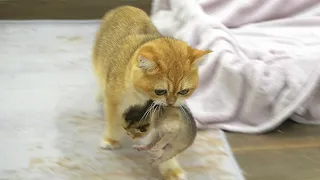Mom Cat carries all the kittens to the place near Dad Cat, slaps him and asks him to look after them