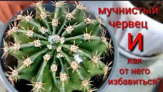 КАК ИЗБАВИТЬСЯ ОТ МУЧНИСТОГО ЧЕРВЕЦА НА КАКТУСЕ??