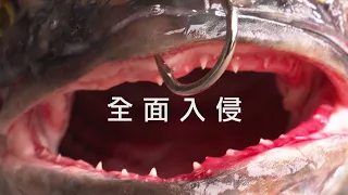 【外來種入侵】全面入侵：台灣原生魚種的威脅？！(我們的島 第1034集 2019-12-16)