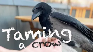 Taming A Wild Crow