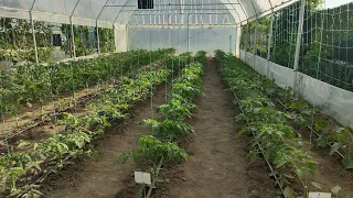 ROȘIILE LA 2 SĂPTĂMÂNI DE LA PLANTARE!  APLIC PRIMA FERTILIZARE!