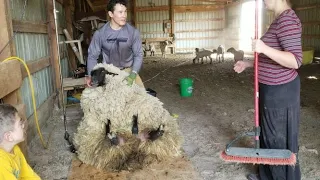My First Solo Shear Job, And 4 Years Worth Of Wool Sheep
