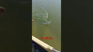 Жерех 🚤🎣