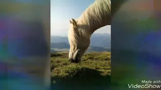 Horse music video-Love Again