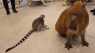 Adorable Capybara & Ring-Tailed Lemur at Shopping Mall in Japan Yokohama