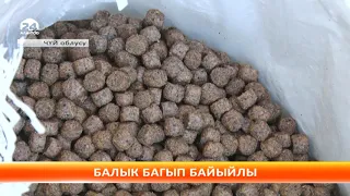 Кыргызстан “Тянь-Шань форели” менен дүйнөгө таанылса болот