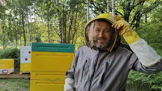 Результат выведения пчелиной семьи из роевого состояния