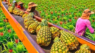 Pineapples harvesting and processing - How European Farmer cultivation thousand of tons of pineapple