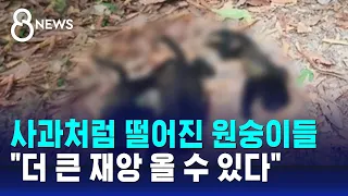 사과처럼 떨어진 원숭이들…"더 큰 재앙 올 수 있다" / SBS 8뉴스