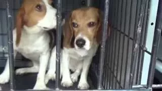 Summer Of Freedom - 38 Beagles Rescued!