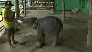 В Мьянме спасли слоненка от браконьеров