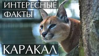 Каракал - интересные факты