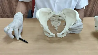 Bony pelvis