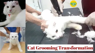 അയ്യോ! ഞങ്ങളുടെ ലൂക്ക നാടൻ പൂച്ച ആയേ🙀 | Cat Grooming Transformation | Crunchy World