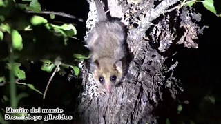 Monito del monte (Dromiciops gliroides)