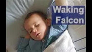 Waking Falcon. An auto-ethnographic film about an emergency during covid-19 lockdown, New Zealand #3