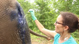 Elephant Conservation Center - Laos - Bua Banh's abscess